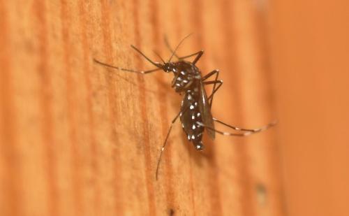 Aedes albopictus